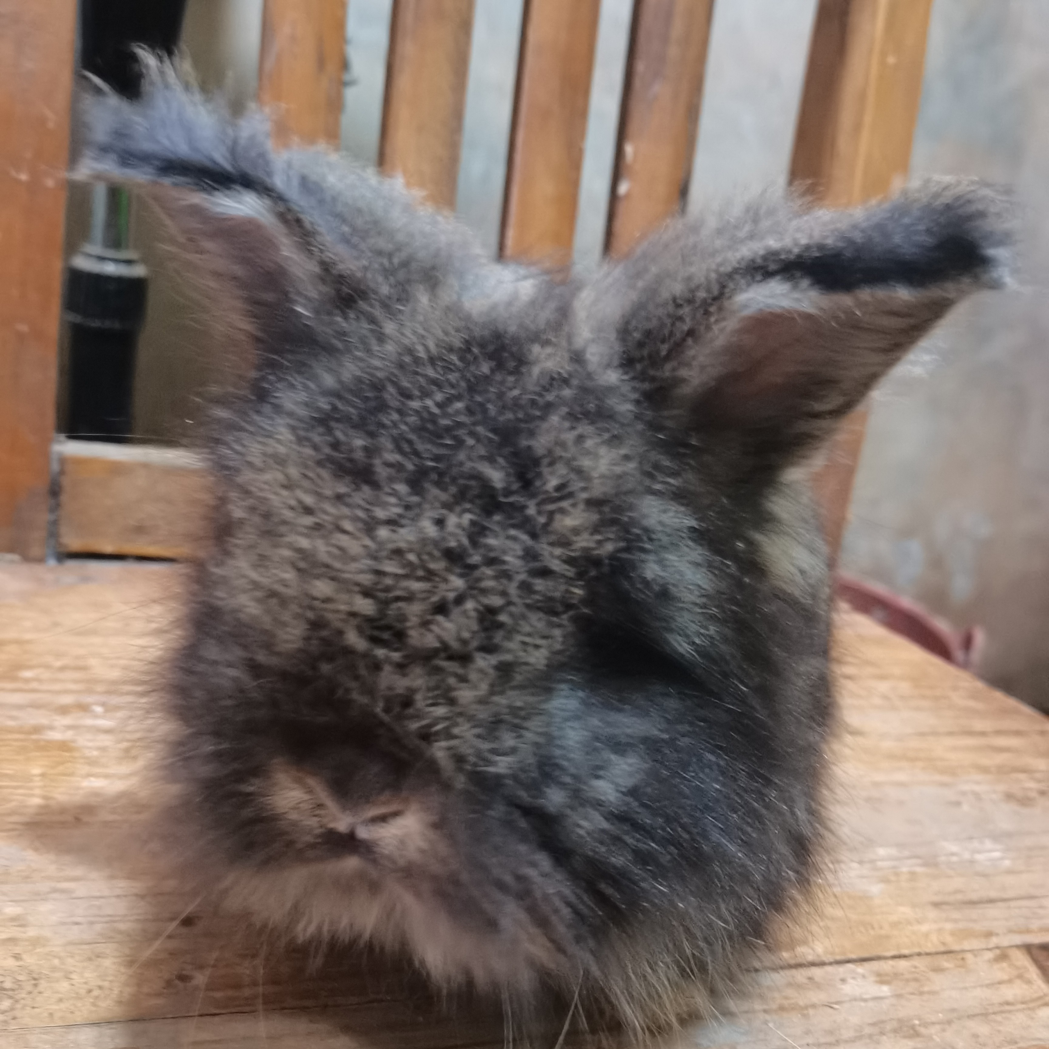 熊脸宠物狮子兔性格超级好，喜欢的不要错过